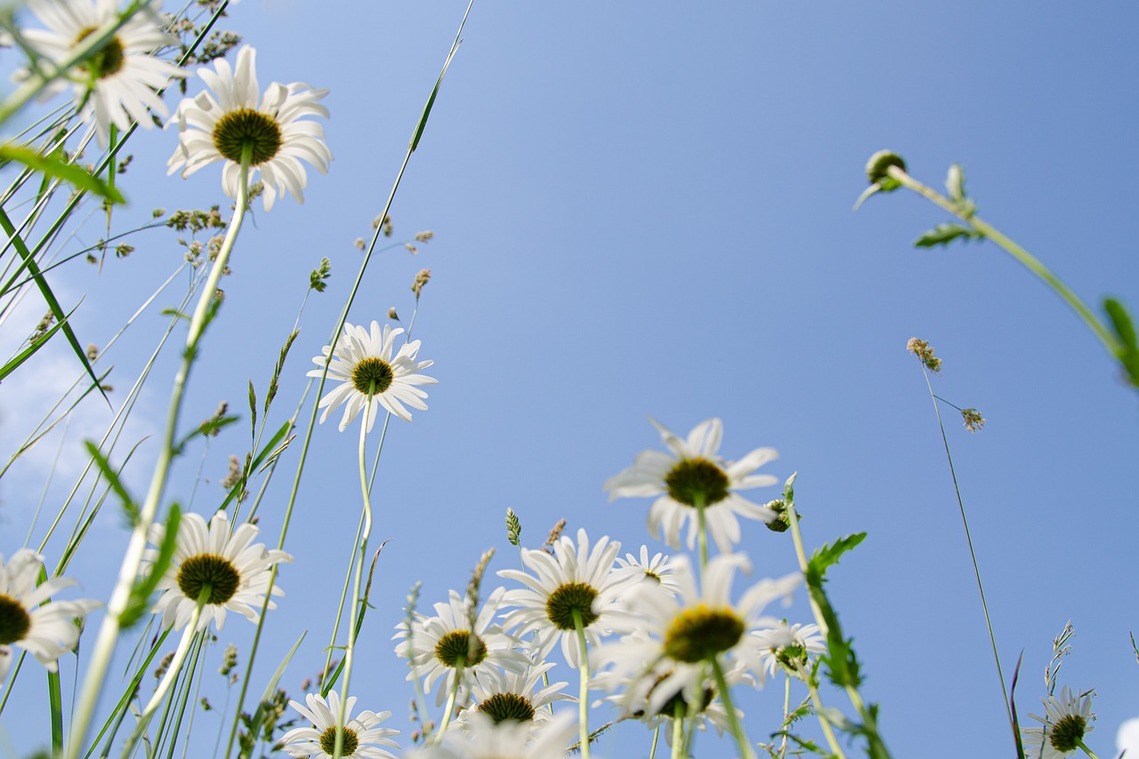 Daisies in a field against a summer blue sky